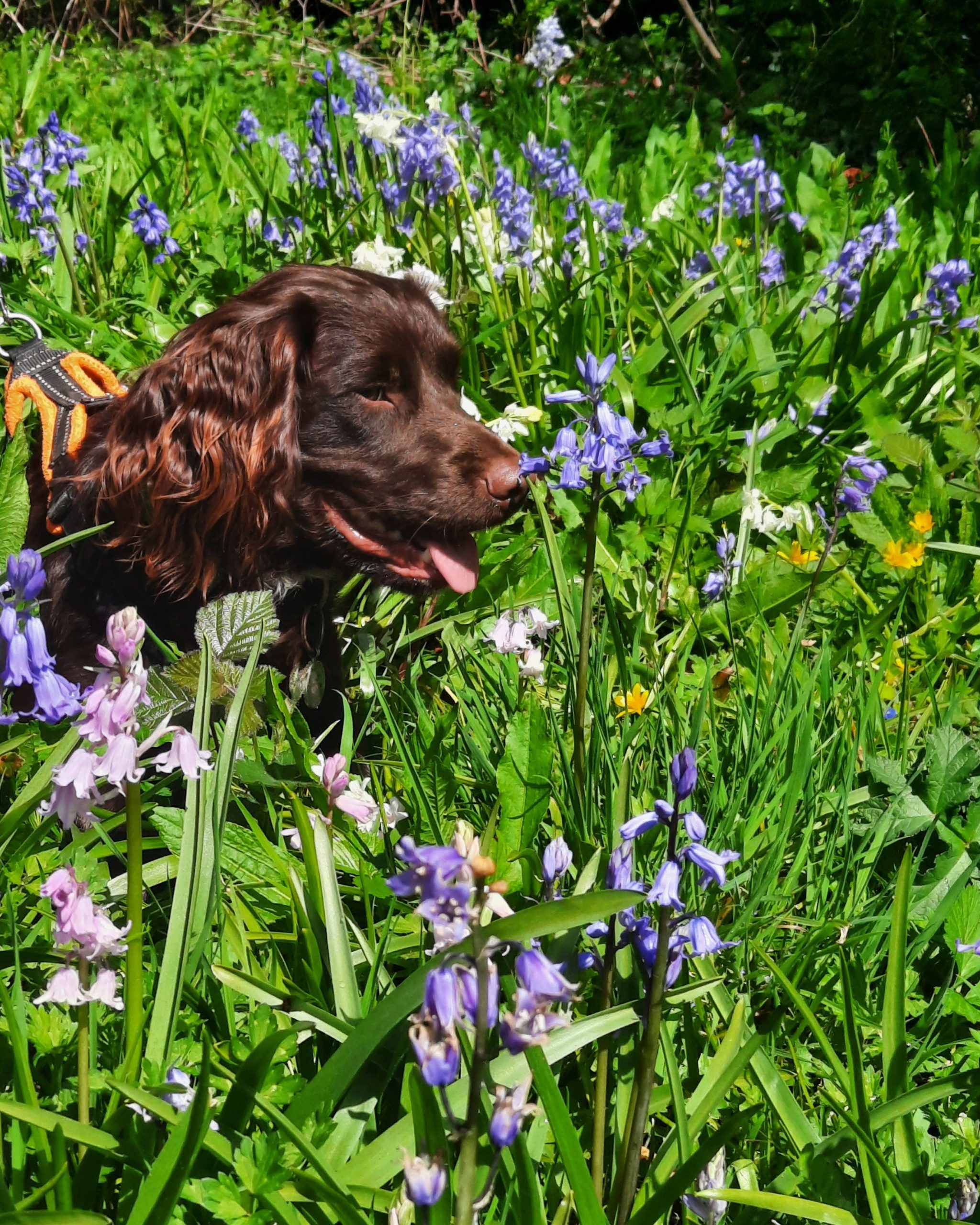 dog lying amongst bluebells